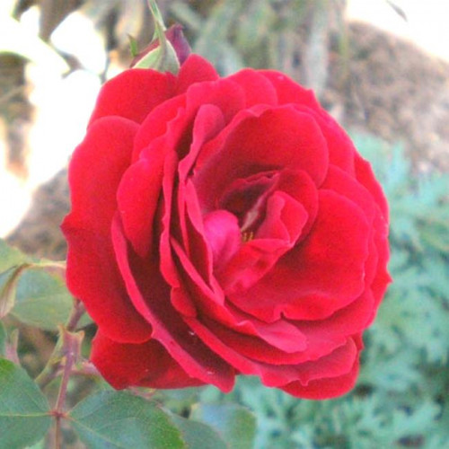 Роза парково-кустовая Чамплейн (Champlain) Роза парково-кустовая Чамплейн (Champlain)