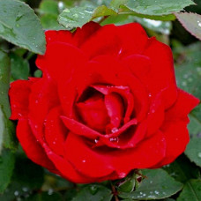 Роза парково-кустовая Чамплейн (Champlain)