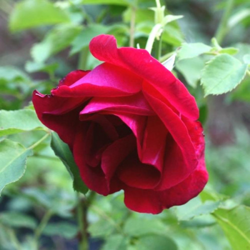 Роза канадская Cuthbert Grant Роза канадская Cuthbert Grant