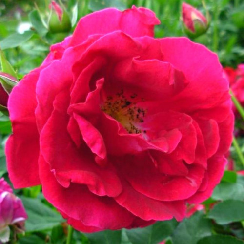 Роза канадская Cuthbert Grant Роза канадская Cuthbert Grant