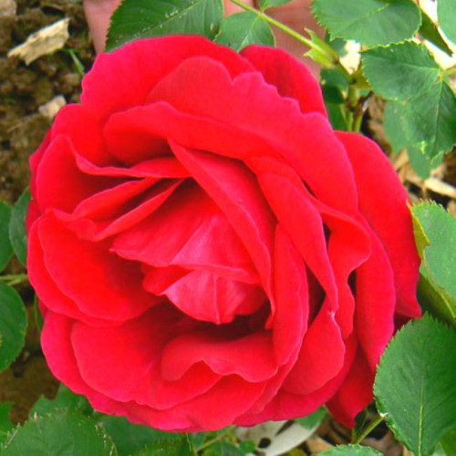 Роза канадская Cuthbert Grant Роза канадская Cuthbert Grant