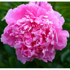 Пион Dr. Alexander Fleming (Доктор Александр Флеминг)