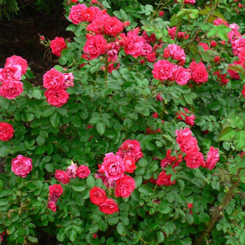 Роза канадская George Vancouver Роза канадская George Vancouver