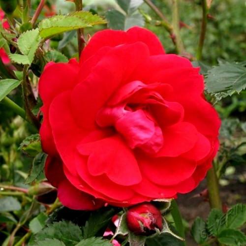 Роза канадская Henry Kelsey Роза канадская Henry Kelsey