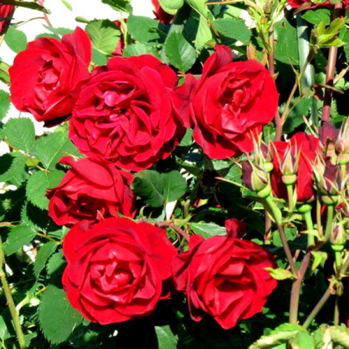 Роза канадская Hope for Humanity Роза канадская Hope for Humanity