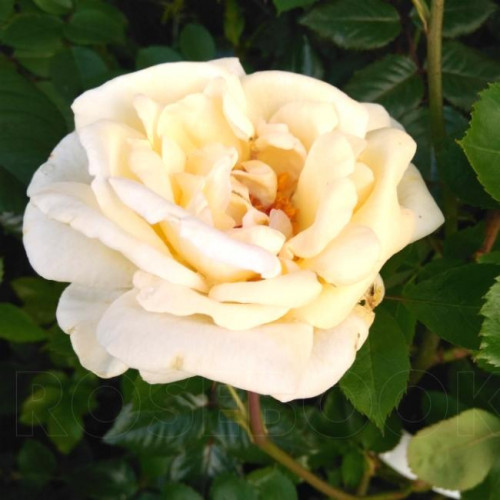 Роза канадская J.P. Connel Роза канадская J.P. Connel