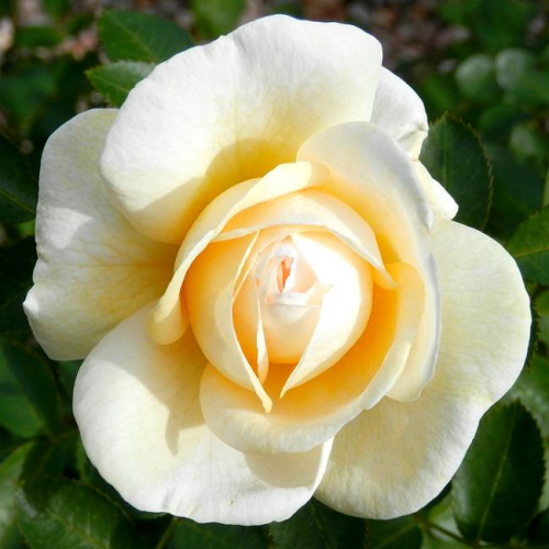 Роза канадская J.P. Connel Роза канадская J.P. Connel