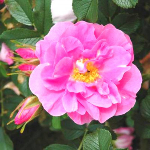 Роза канадская Jens Munk Роза канадская Jens Munk