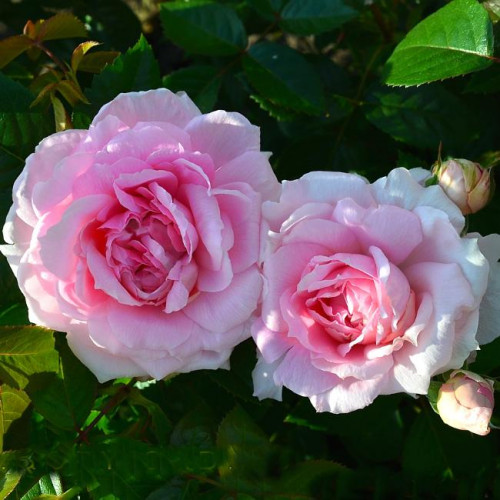 Роза канадская Lambert Closse Роза канадская Lambert Closse