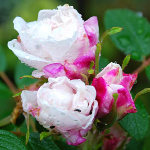 Роза канадская Louise Bugnet Роза канадская Louise Bugnet