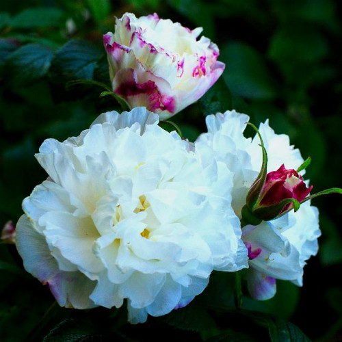 Роза канадская Louise Bugnet Роза канадская Louise Bugnet