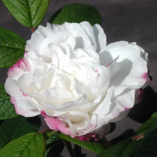 Роза канадская Louise Bugnet Роза канадская Louise Bugnet