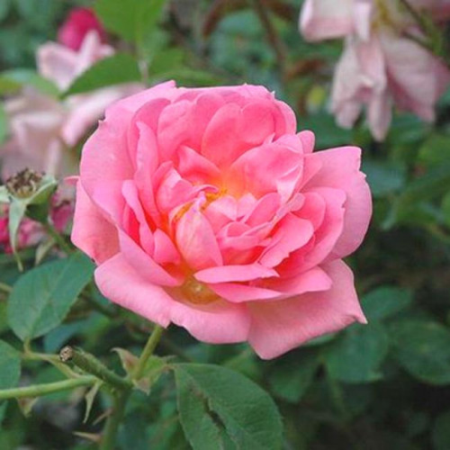 Роза канадская Marie Victorin Роза канадская Marie Victorin