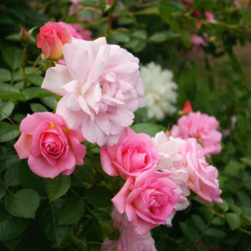 Роза канадская Marie Victorin Роза канадская Marie Victorin