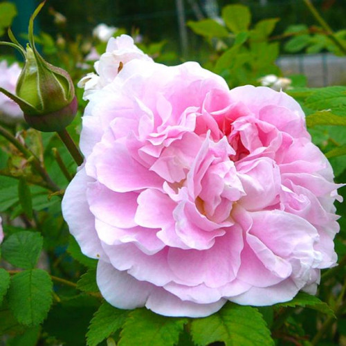 Роза канадская Martin Frobisher Роза канадская Martin Frobisher