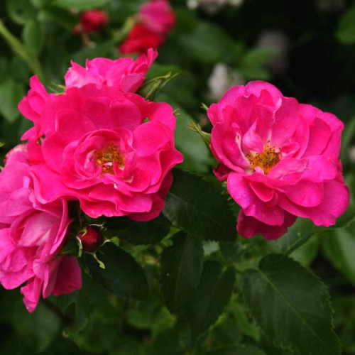 Роза канадская Morden Amorette Роза канадская Morden Amorette