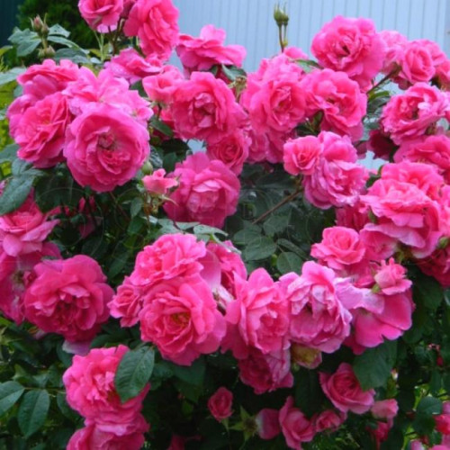 Роза канадская Morden Centennial Роза канадская Morden Centennial