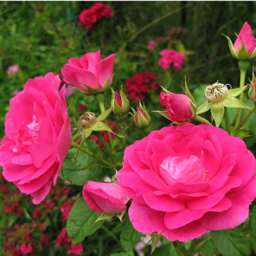 Роза канадская Morden Centennial Роза канадская Morden Centennial