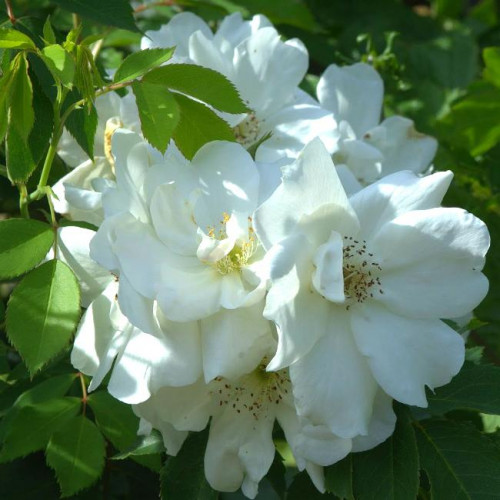 Роза канадская Morden Snowbeauty Роза канадская Morden Snowbeauty