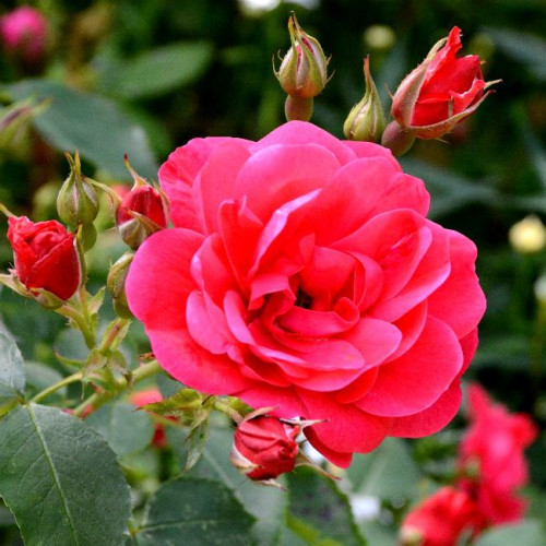 Роза канадская Nicolas Роза канадская Nicolas