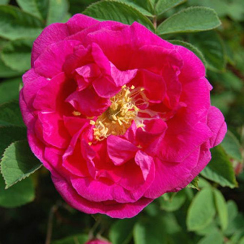 Роза канадская Ruth Роза канадская Ruth