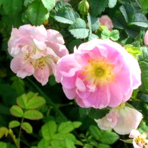 Роза канадская Seager Wheeler Роза канадская Seager Wheeler