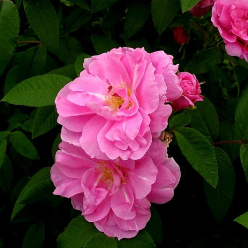 Роза канадская Therese Bugnet Роза канадская Therese Bugnet