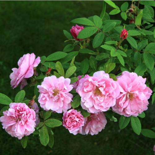 Роза канадская Therese Bugnet Роза канадская Therese Bugnet