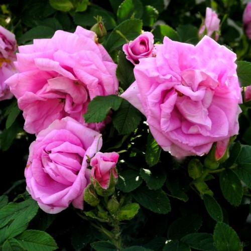 Роза канадская Wasagaming Роза канадская Wasagaming