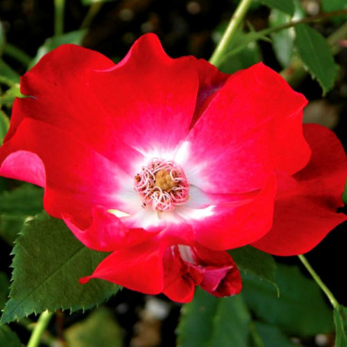 Роза канадская William Booth Роза канадская William Booth