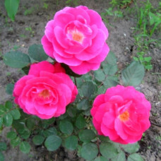 Роза канадская Winnipeg Parks