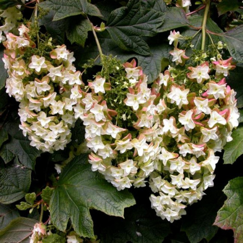 Гортензия дуболистная Snow Flake Гортензия дуболистная Snow Flake