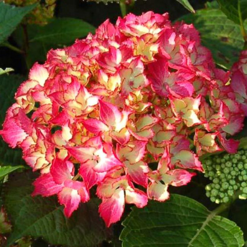 Гортензия крупнолистная Selma (Сельма) Гортензия крупнолистная Selma (Сельма)