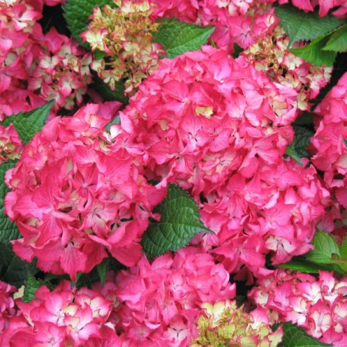 Гортензия крупнолистная Selma (Сельма) Гортензия крупнолистная Selma (Сельма)