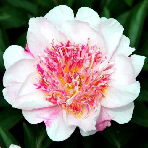 Пион Do Tell (Ду Телл) Пион Do Tell (Ду Телл)