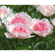 Пион Do Tell (Ду Телл)