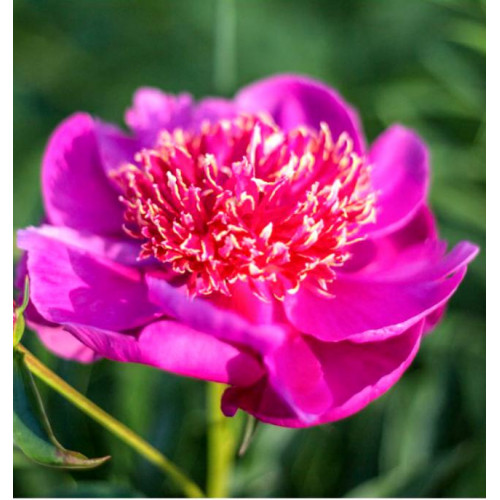 Пион Neon (Неон) Пион Neon (Неон)