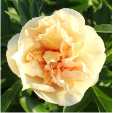 Пион Canary Brilliants (Кэнари Бриллиантс)