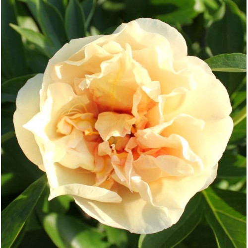 Пион Canary Brilliants (Кэнари Бриллиантс) Пион Canary Brilliants (Кэнари Бриллиантс)