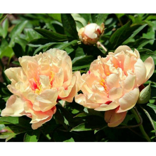 Пион Canary Brilliants (Кэнари Бриллиантс) Пион Canary Brilliants (Кэнари Бриллиантс)