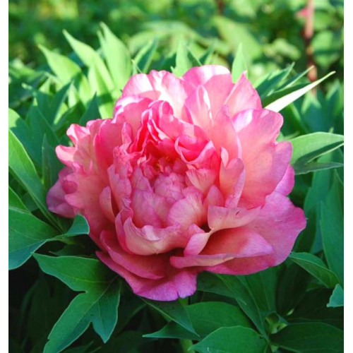 Пион Hillary (Хиллари) Пион Hillary (Хиллари)