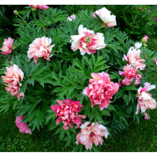 Пион Hillary (Хиллари) Пион Hillary (Хиллари)