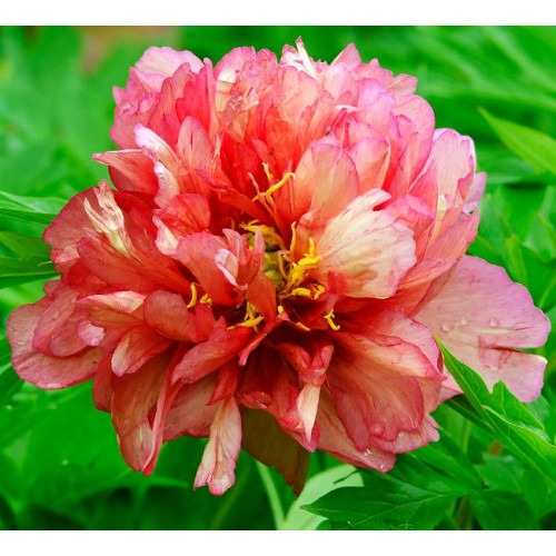 Пион Hillary (Хиллари) Пион Hillary (Хиллари)