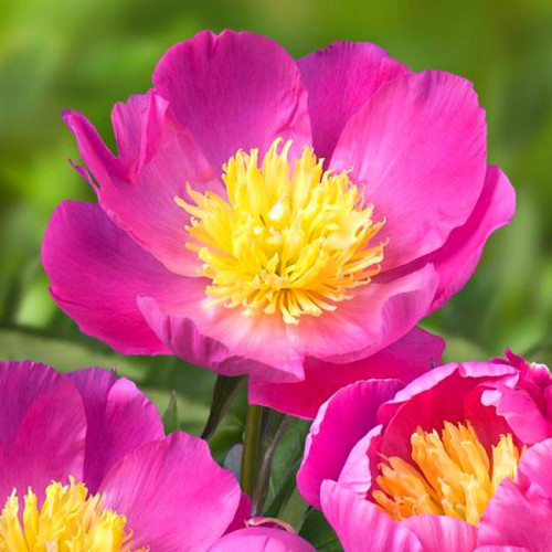 Пион Kiev (Киев) Пион Kiev (Киев)