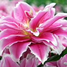 Лилия махровая восточная Roselily Natalia (Розели Наталия) 3шт. в упаковке