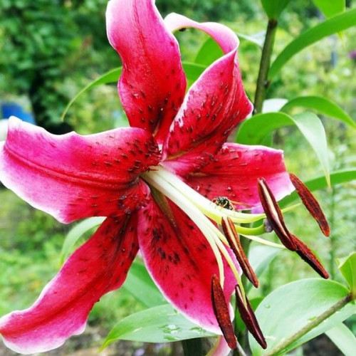 Лилия ОТ гибрид Miss Feya (Мисс Фея) 3шт. в упаковке Лилия ОТ гибрид Miss Feya (Мисс Фея) 3шт. в упаковке