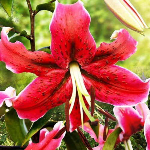 Лилия ОТ гибрид Miss Feya (Мисс Фея) 3шт. в упаковке Лилия ОТ гибрид Miss Feya (Мисс Фея) 3шт. в упаковке