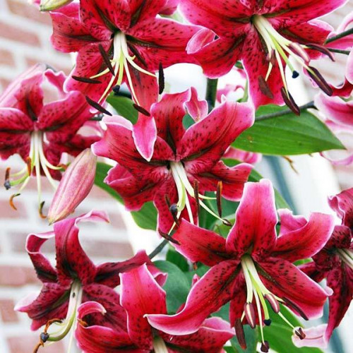 Лилия ОТ гибрид Miss Feya (Мисс Фея) 3шт. в упаковке Лилия ОТ гибрид Miss Feya (Мисс Фея) 3шт. в упаковке