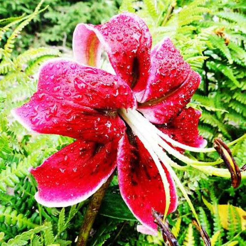 Лилия ОТ гибрид Miss Feya (Мисс Фея) 3шт. в упаковке Лилия ОТ гибрид Miss Feya (Мисс Фея) 3шт. в упаковке