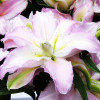 Лилия махровая восточная Soft Music (Софт Мьюзик) 3шт. в упаковке Лилия махровая восточная Soft Music (Софт Мьюзик) 3шт. в упаковке